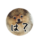 飼い犬と猫（個別スタンプ：12）