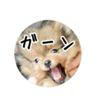 飼い犬と猫（個別スタンプ：13）