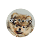 飼い犬と猫（個別スタンプ：14）