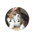 飼い犬と猫（個別スタンプ：15）