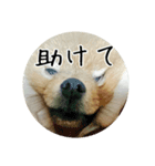 飼い犬と猫（個別スタンプ：16）