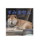 犬 柴犬 あいさつ 村井（個別スタンプ：1）