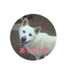 犬 柴犬 あいさつ 村井（個別スタンプ：2）