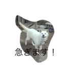 犬 柴犬 あいさつ 村井（個別スタンプ：3）