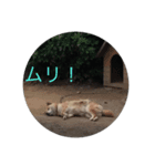 犬 柴犬 あいさつ 村井（個別スタンプ：4）