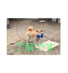 犬 柴犬 あいさつ 村井（個別スタンプ：5）