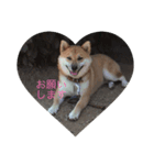 犬 柴犬 あいさつ 村井（個別スタンプ：6）