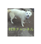 犬 柴犬 あいさつ 村井（個別スタンプ：7）
