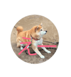 犬 柴犬 あいさつ 村井（個別スタンプ：8）