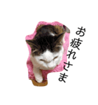 ゆいと猫のスタンプ（個別スタンプ：6）