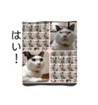 ゆいと猫のスタンプ（個別スタンプ：7）