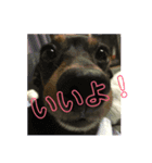 とらときゅうの1日（個別スタンプ：7）