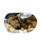 犬たちの日常（個別スタンプ：1）