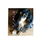 犬たちの日常（個別スタンプ：3）