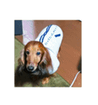 犬たちの日常（個別スタンプ：4）