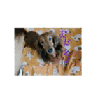 犬たちの日常（個別スタンプ：5）