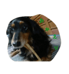 犬たちの日常（個別スタンプ：6）