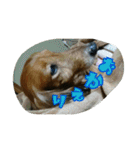 犬たちの日常（個別スタンプ：7）