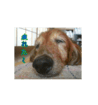 犬たちの日常（個別スタンプ：9）
