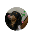 犬たちの日常（個別スタンプ：10）