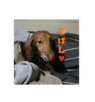 犬たちの日常（個別スタンプ：11）