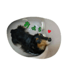 犬たちの日常（個別スタンプ：14）