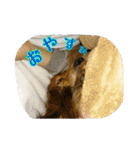 犬たちの日常（個別スタンプ：16）
