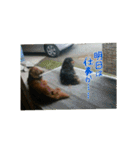 犬たちの日常（個別スタンプ：17）