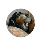 犬たちの日常（個別スタンプ：19）