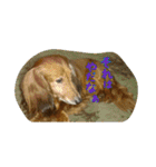 犬たちの日常（個別スタンプ：21）