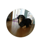 犬たちの日常（個別スタンプ：22）
