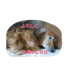 犬たちの日常（個別スタンプ：23）