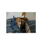 犬たちの日常（個別スタンプ：26）