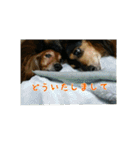 犬たちの日常（個別スタンプ：28）