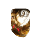 犬たちの日常（個別スタンプ：29）