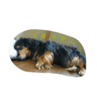 犬たちの日常（個別スタンプ：30）