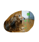 犬たちの日常（個別スタンプ：31）