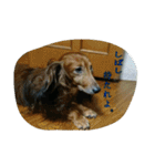 犬たちの日常（個別スタンプ：32）