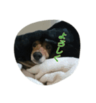 犬たちの日常（個別スタンプ：33）