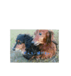 犬たちの日常（個別スタンプ：34）