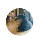 犬たちの日常（個別スタンプ：35）