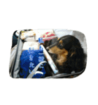 犬たちの日常（個別スタンプ：36）