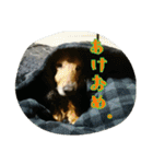 犬たちの日常（個別スタンプ：39）