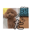 メロンたん（個別スタンプ：4）