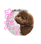 メロンたん（個別スタンプ：8）