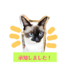 うちのアイドル★チャコちゃん（個別スタンプ：6）