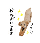 チップの日常（個別スタンプ：13）