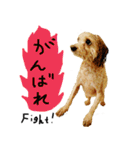 チップの日常（個別スタンプ：20）