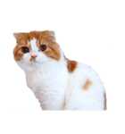 スコティッシュねこのパセリ（個別スタンプ：2）
