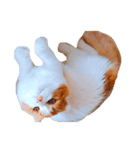 スコティッシュねこのパセリ（個別スタンプ：4）